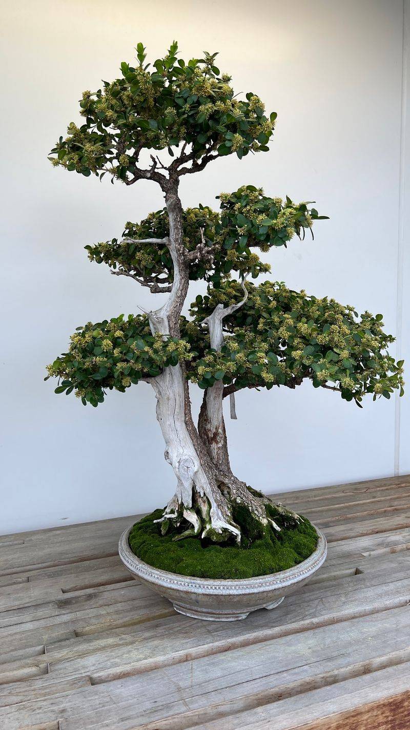 Tiny Trees With Big Patience Tiny Trees With Big Patience