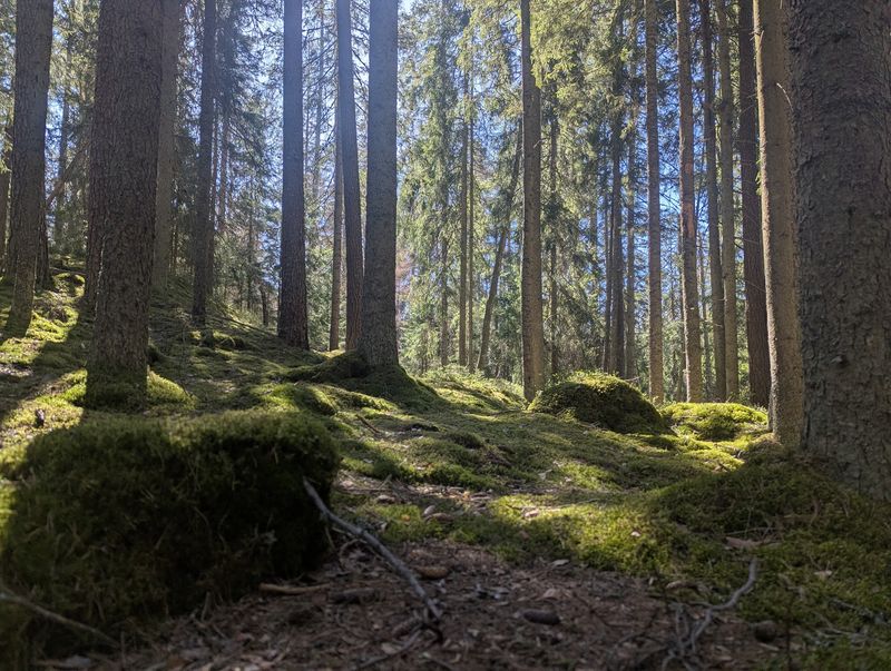 Tiveden Forest, Sweden Tiveden Forest, Sweden