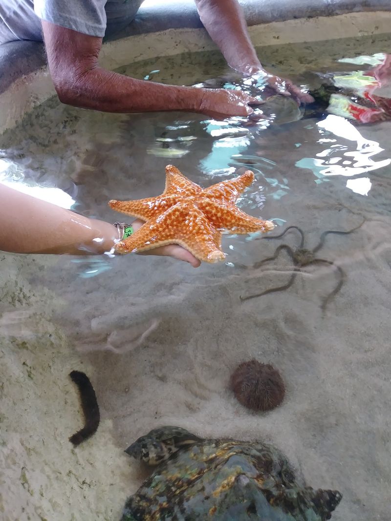 Touch Tanks, Conchs, and the Staff Who Make It Click