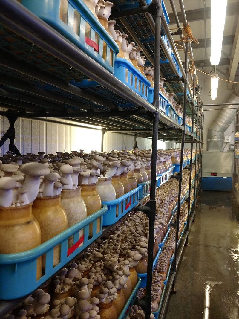Tours, Open Houses, and Mushroom Science Tours, Open Houses, and Mushroom Science
