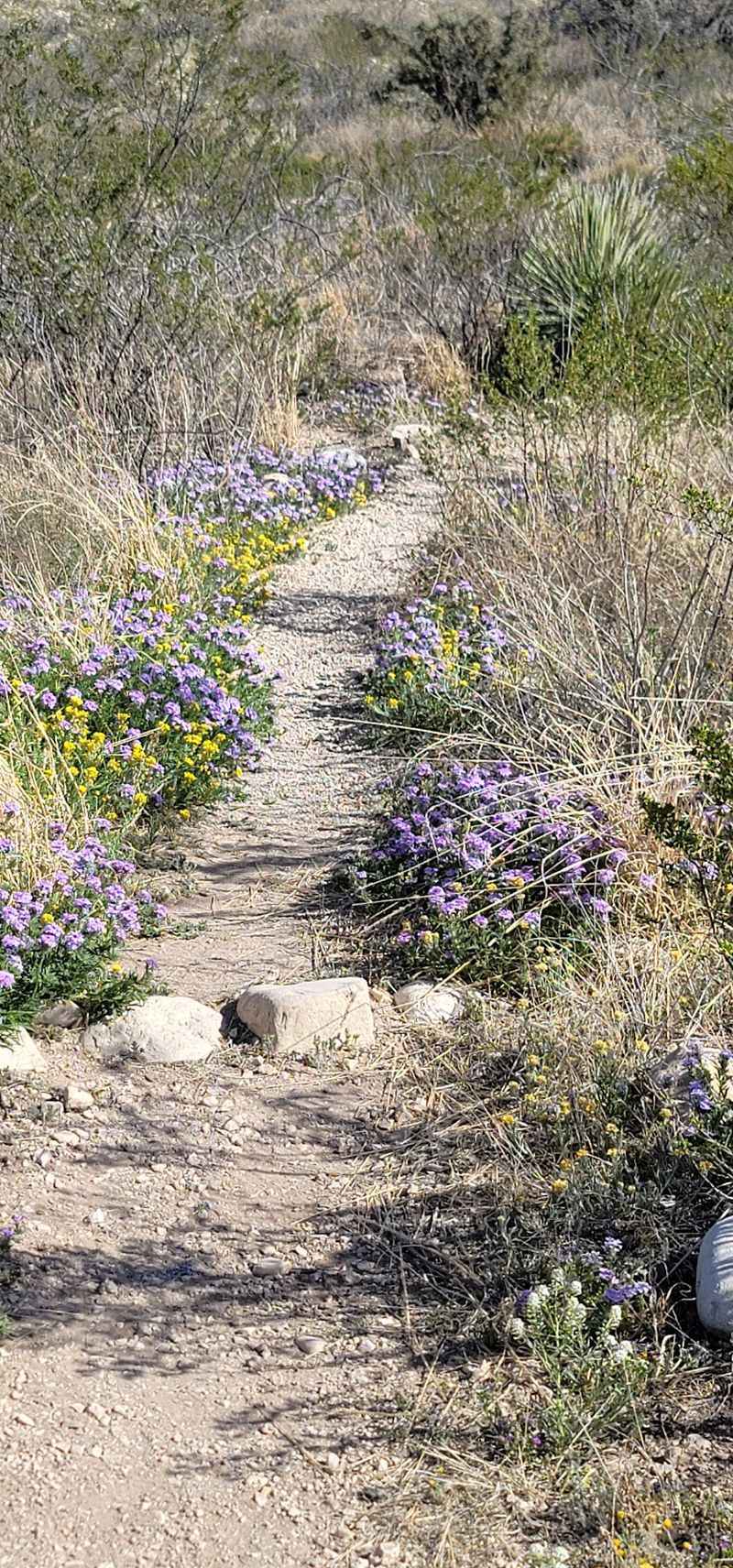 Trails, Plaques, and Desert Neighbors Trails, Plaques, and Desert Neighbors