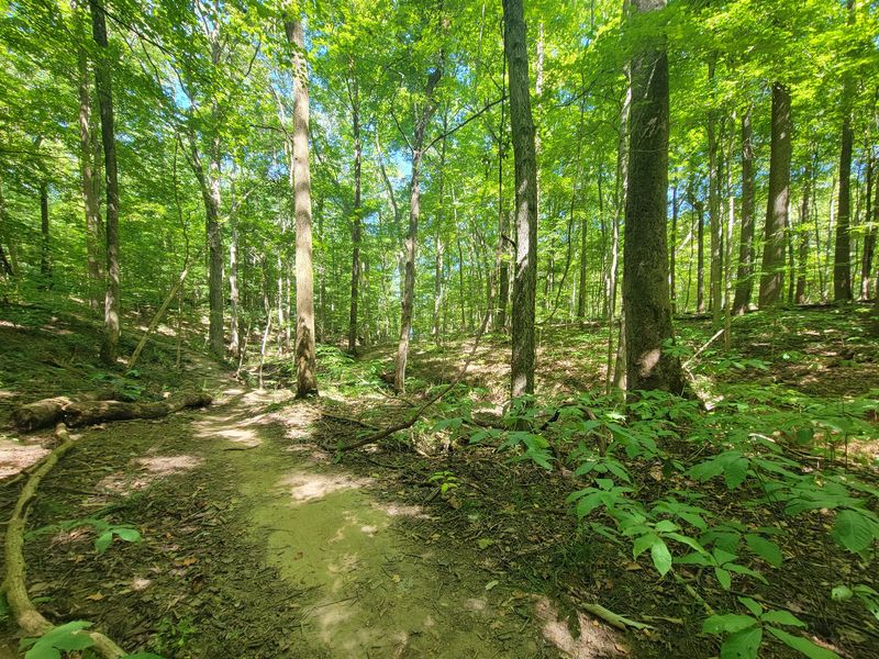 Trails, Storybook Walks, and Playgrounds