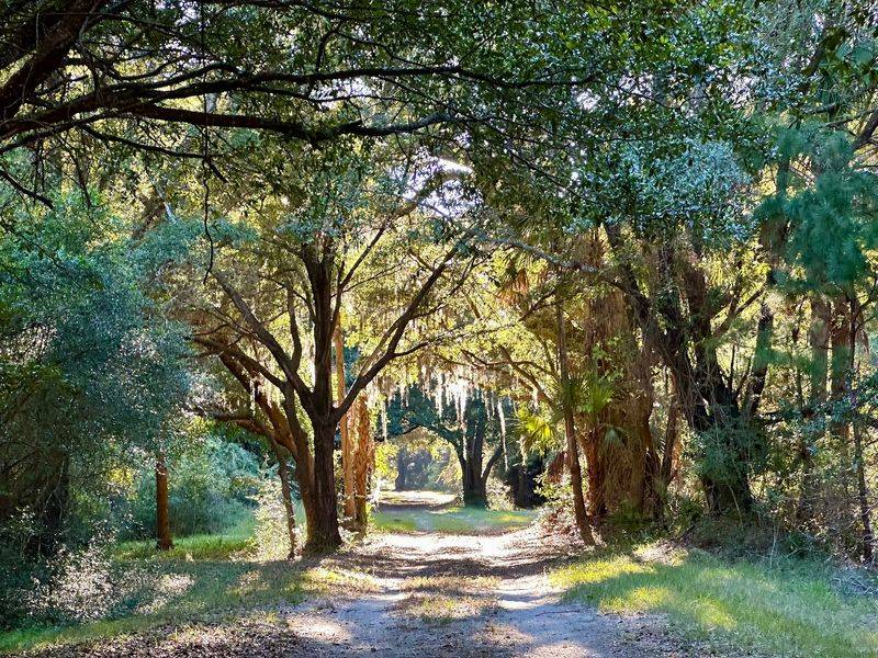 Trails Through the Maritime Forest
