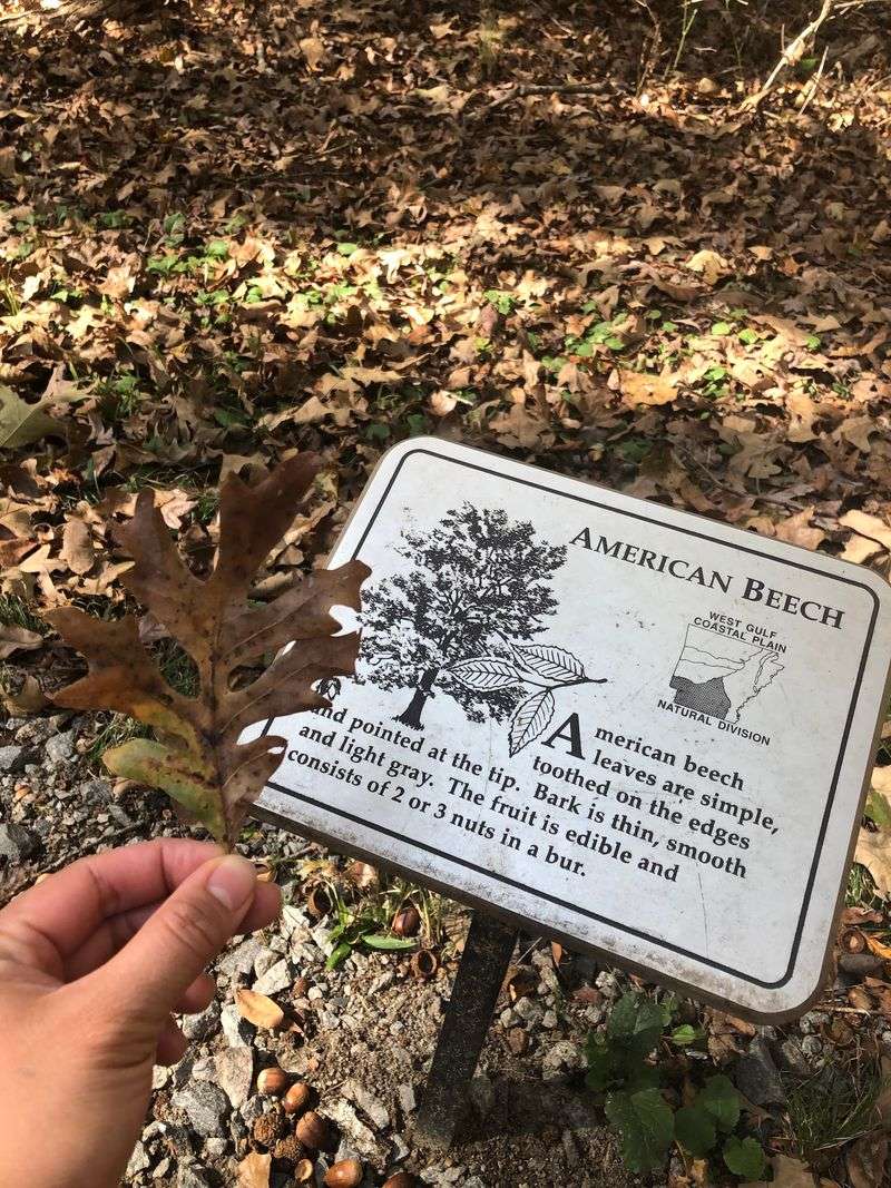 Trees That Introduce Themselves Trees That Introduce Themselves