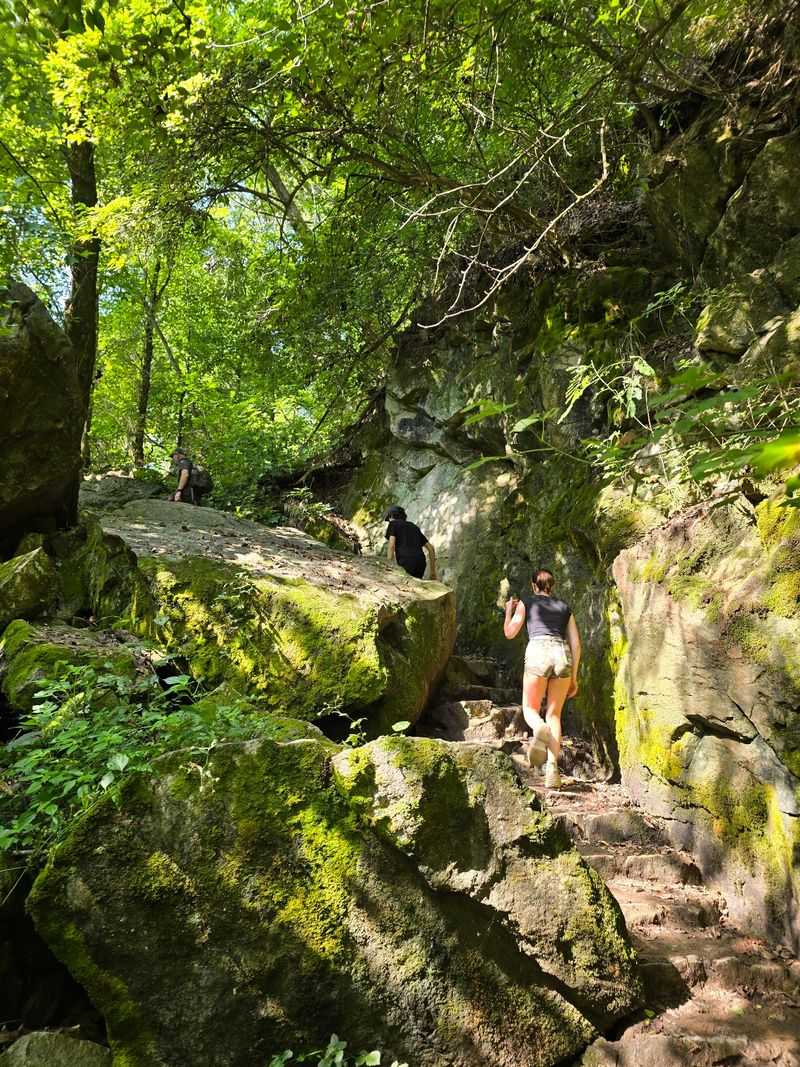 Treetop Thrills for Brave Climbers