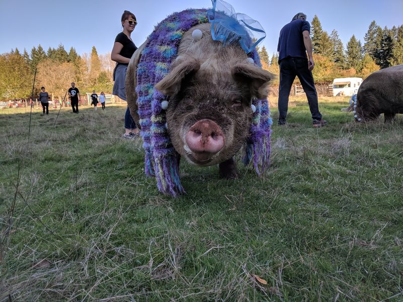 Trick-or-Treat for the Animals Trick-or-Treat for the Animals
