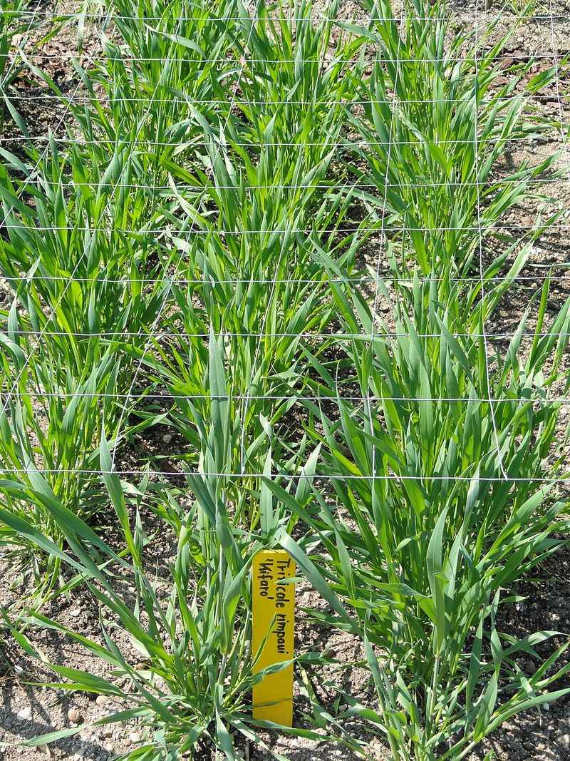Triticale