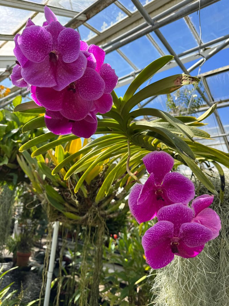 Tropical Leaves and Orchid Corners