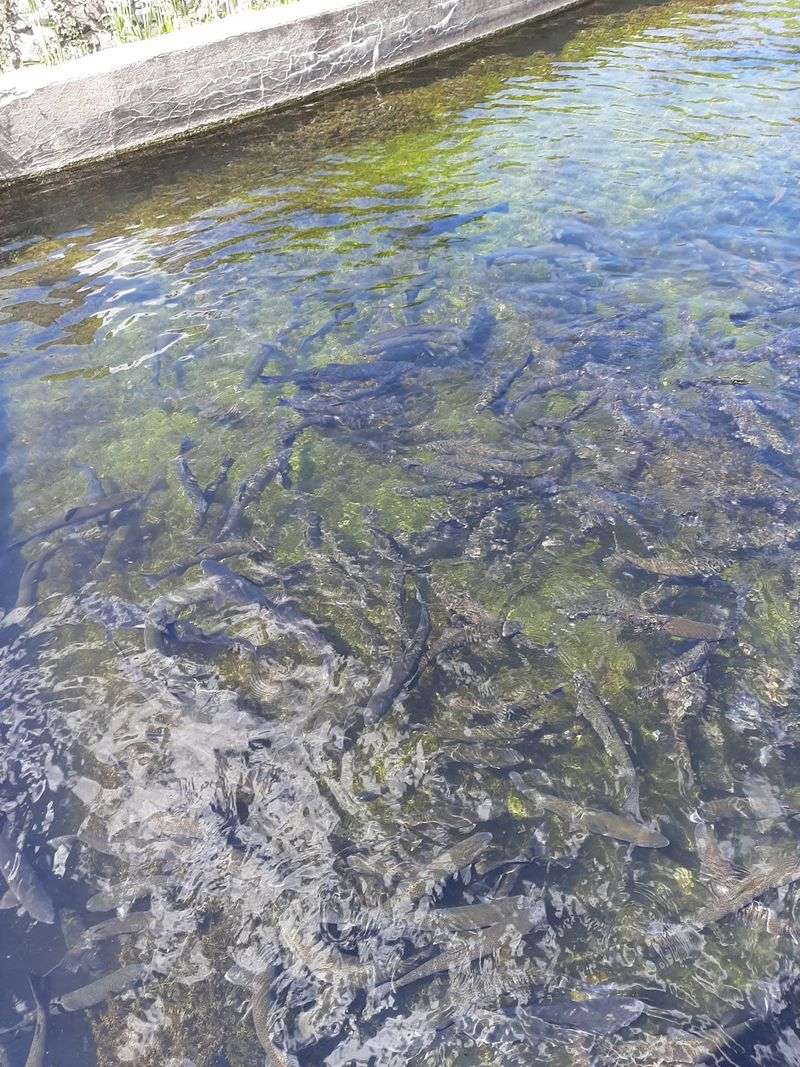 Trout That Know Exactly What a Quarter Means