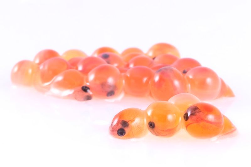 Trout eggs