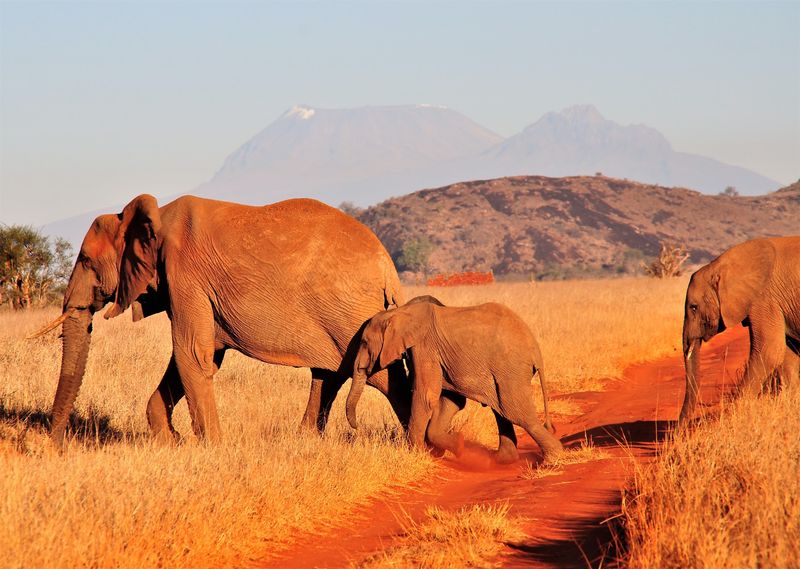 Tsavo East and Tsavo West, Kenya