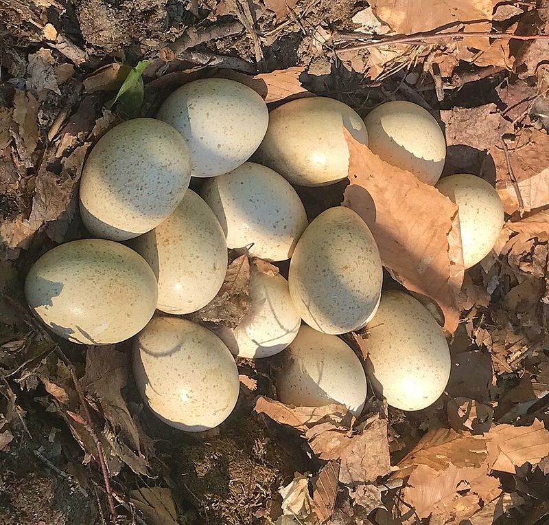 Turkey eggs