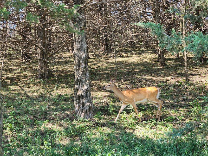 Turkeys, Deer, and Feathered Travelers