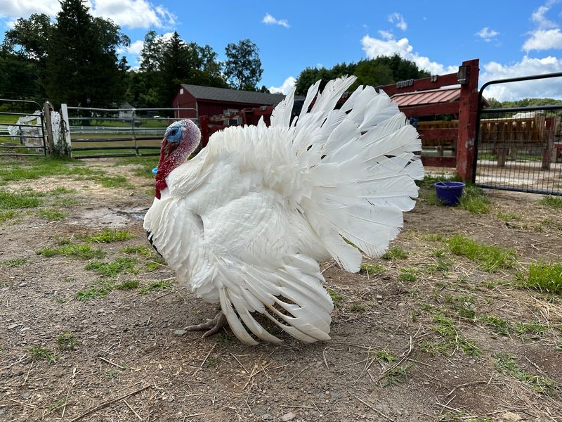 Turkeys, Goats, and the Rest of the Barnyard Gang Turkeys, Goats, and the Rest of the Barnyard Gang