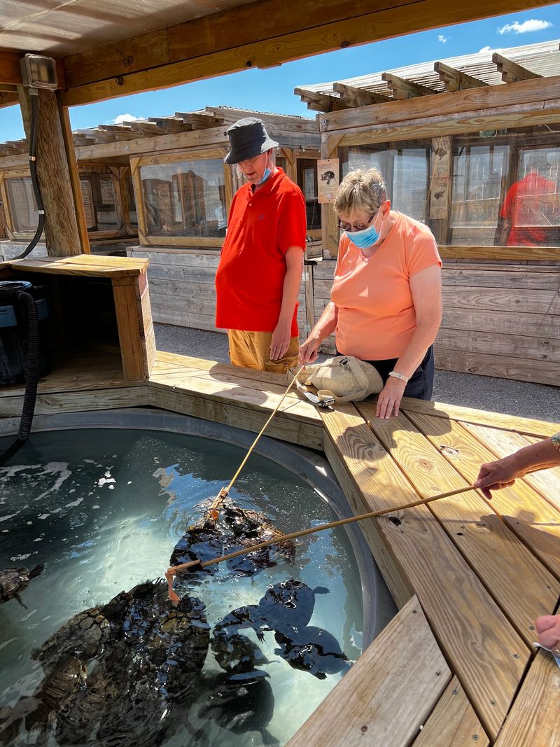 Turtle Pools and a Roaming Sulcata Tortoise Turtle Pools and a Roaming Sulcata Tortoise