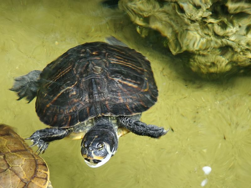Turtles, Gators, and a Punch Card Worth Grabbing