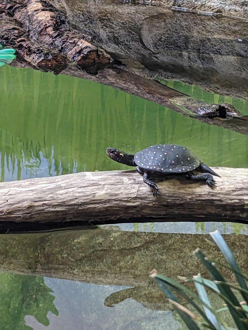 Turtles Get a Starring Tank