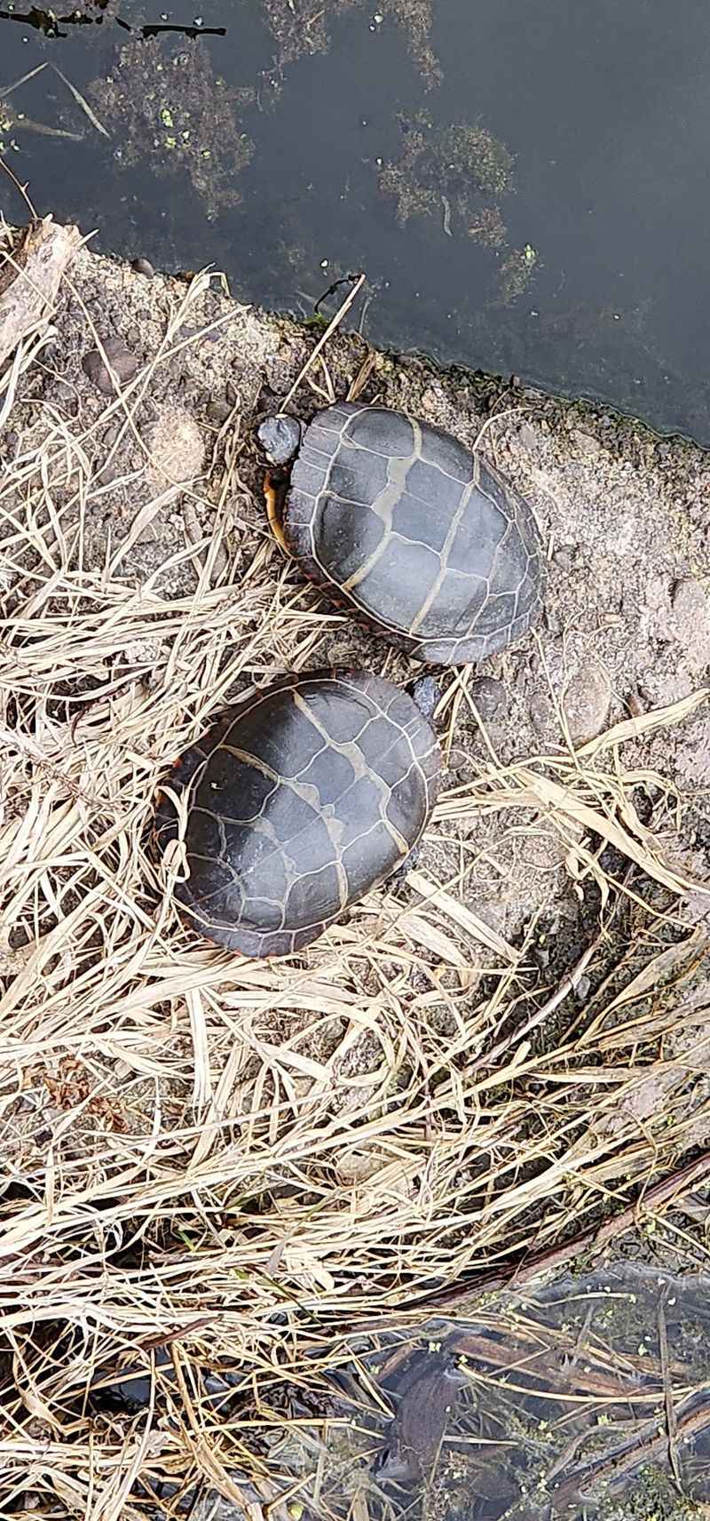 Turtles, Reeds, and a Front-Row Seat to the Marsh