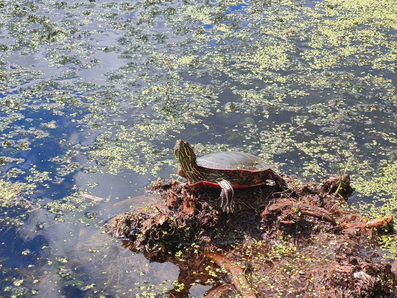 Turtles, the Unofficial Mascots Turtles, the Unofficial Mascots