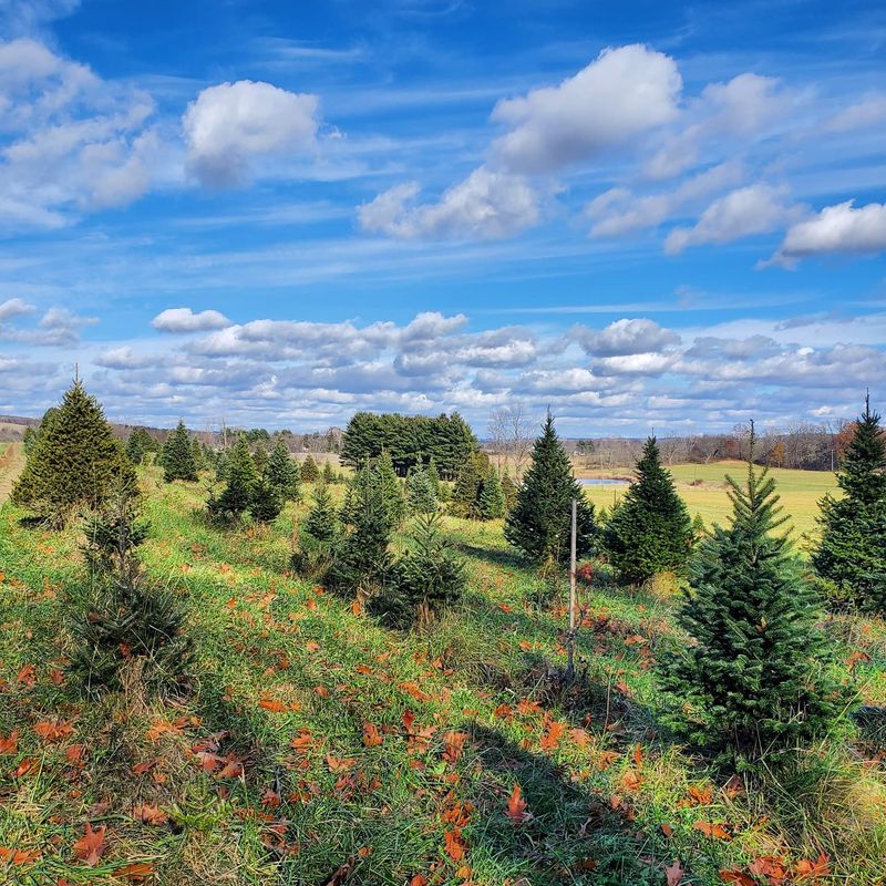 Twinsberry Tree Farm Twinsberry Tree Farm