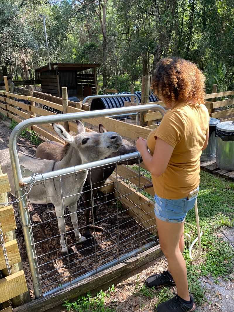 Two Miniature Donkeys Who Steal the Show Two Miniature Donkeys Who Steal the Show