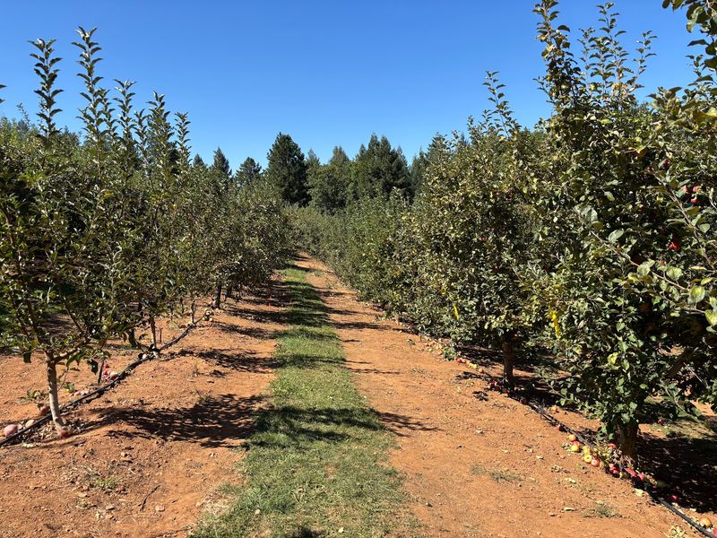 U-Pick Apples Straight From the Branch