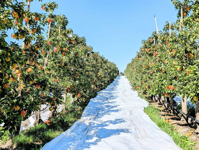 U-Pick Season Among the Honeycrisp Rows