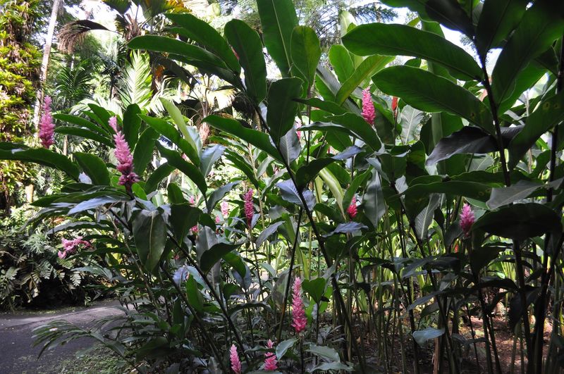 Under the Tropical Canopy