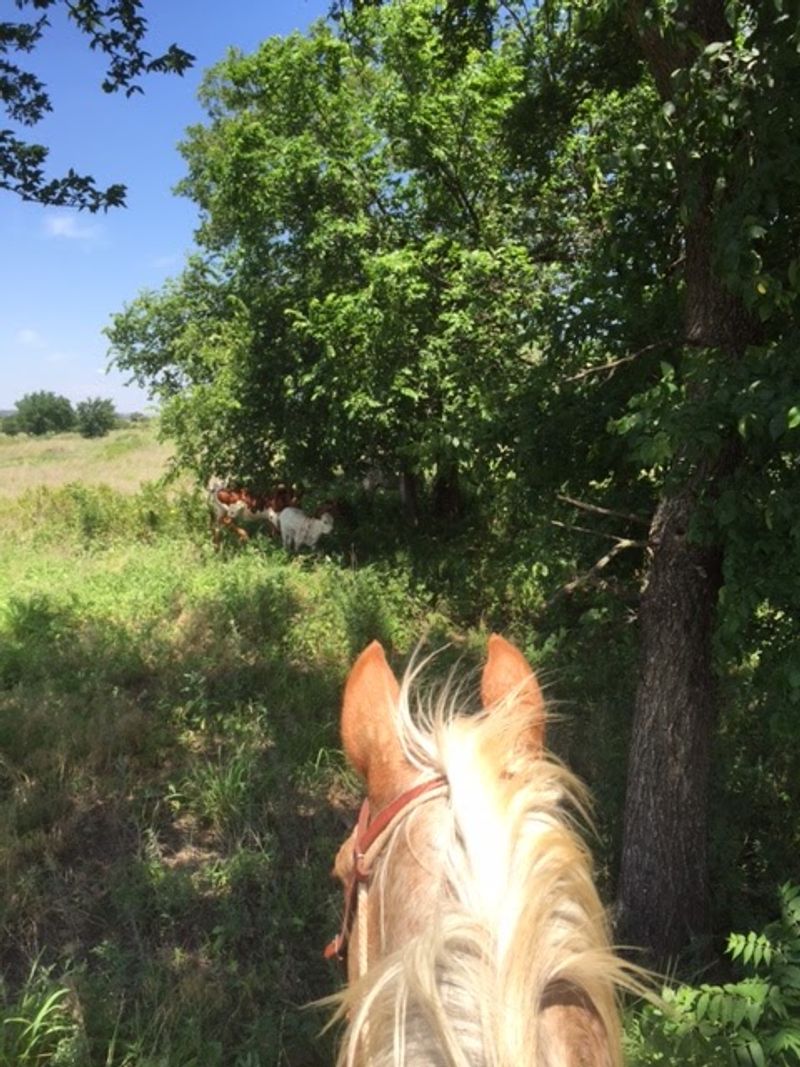 Up the Hills and Down Past the Cattle