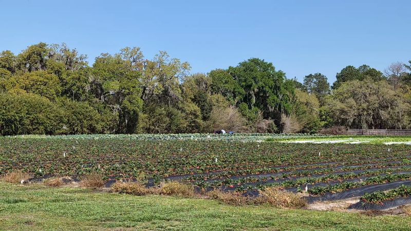 Upicktopia, Florida, Masaryktown