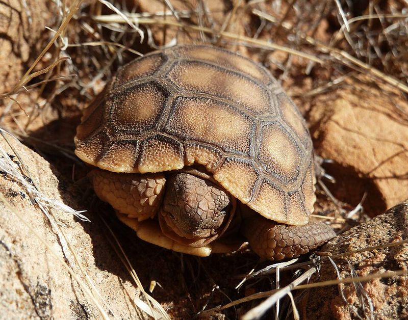 Utah: Desert Tortoise, Zion National Park, Utah Utah: Desert Tortoise, Zion National Park, Utah