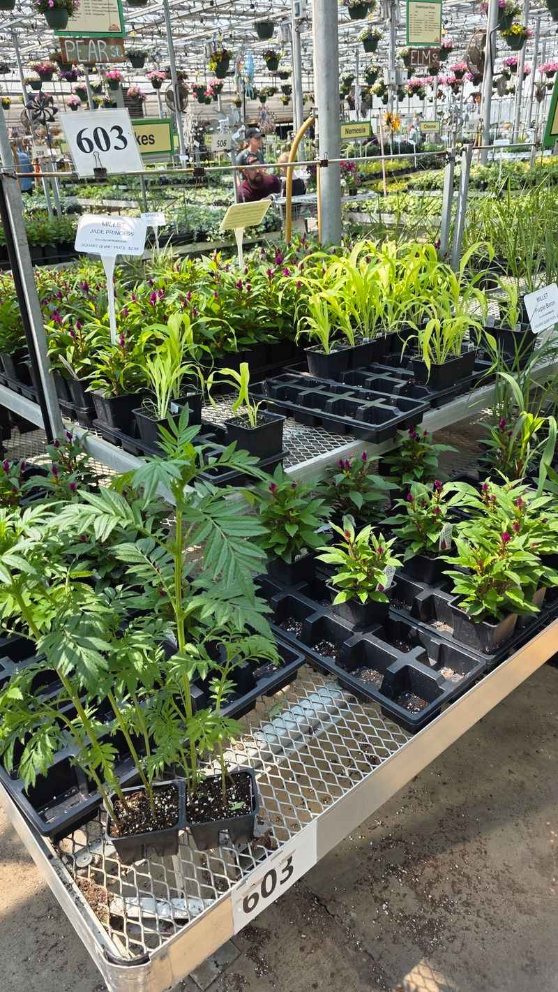 Vegetable Starts That Leave Box Stores Behind Vegetable Starts That Leave Box Stores Behind