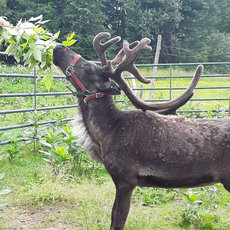Vermont Reindeer Farm Vermont Reindeer Farm