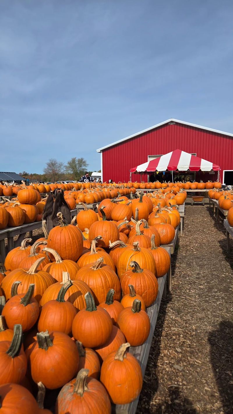 Vineyard Farm Corn Maze & Pumpkin Patch