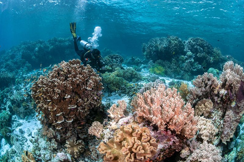 Wakatobi National Park, Southeast Sulawesi Wakatobi National Park, Southeast Sulawesi