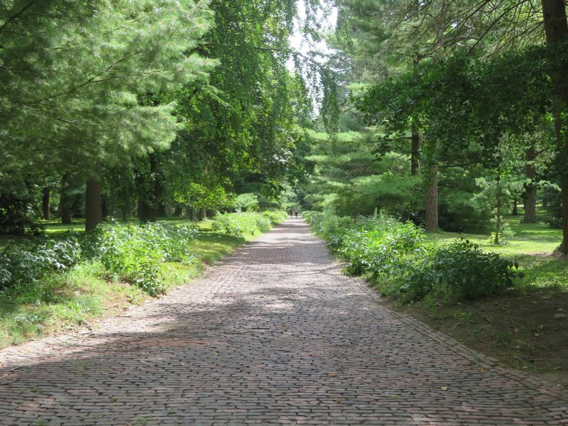 Walking Among Century-Old Trees