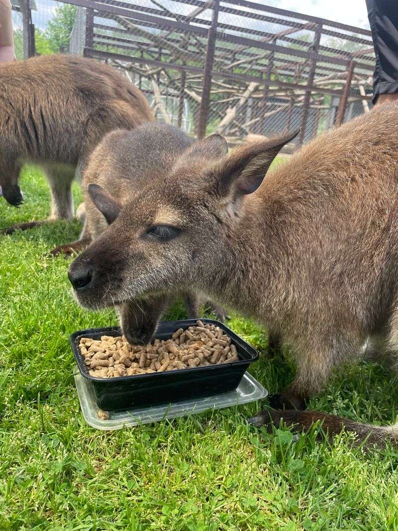 Wallabies Willing to Share Their Snack Time Wallabies Willing to Share Their Snack Time