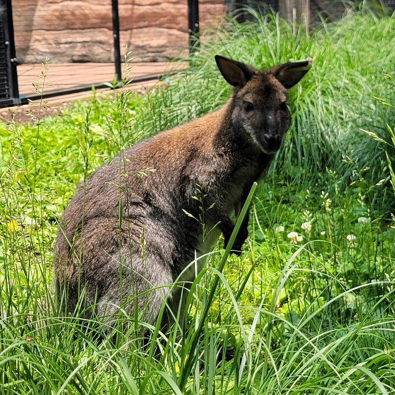Wallabies on the Loose in the Australian Walkabout