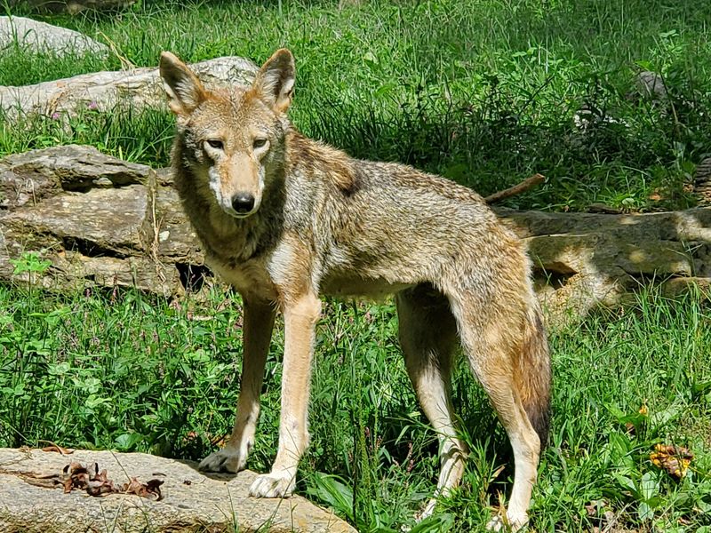 Western North Carolina Nature Center, Asheville, NC