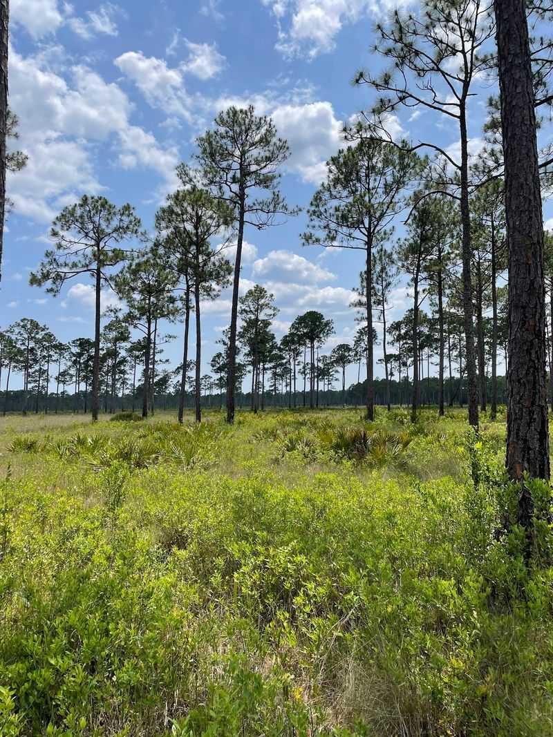 Wet Pine Savanna Explained Wet Pine Savanna Explained