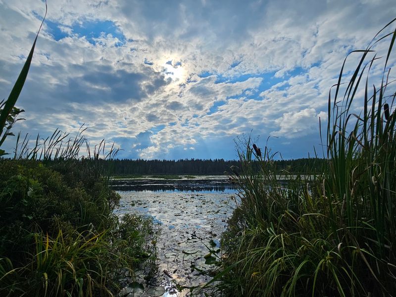 Wetland Country Up North Wetland Country Up North