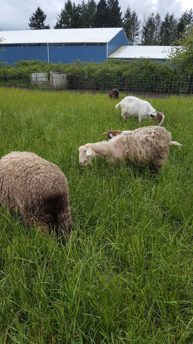 What a Farm Sanctuary Actually Is What a Farm Sanctuary Actually Is