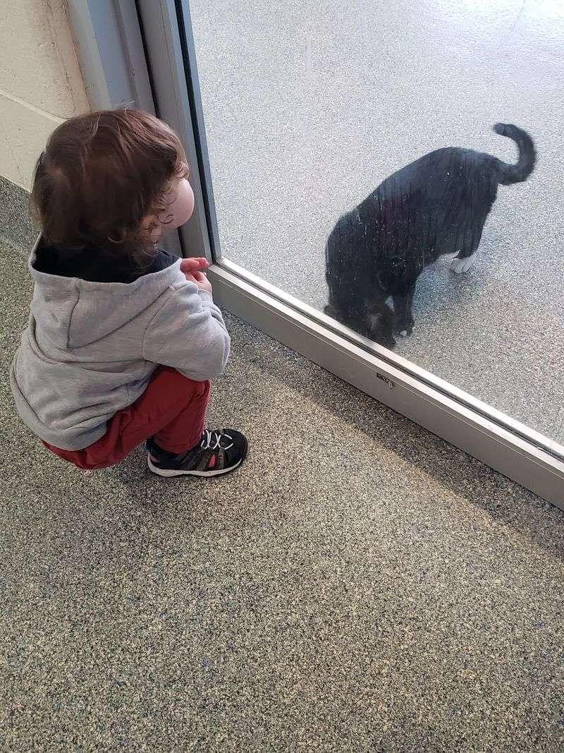 What the Adoption Process Looks Like What the Adoption Process Looks Like