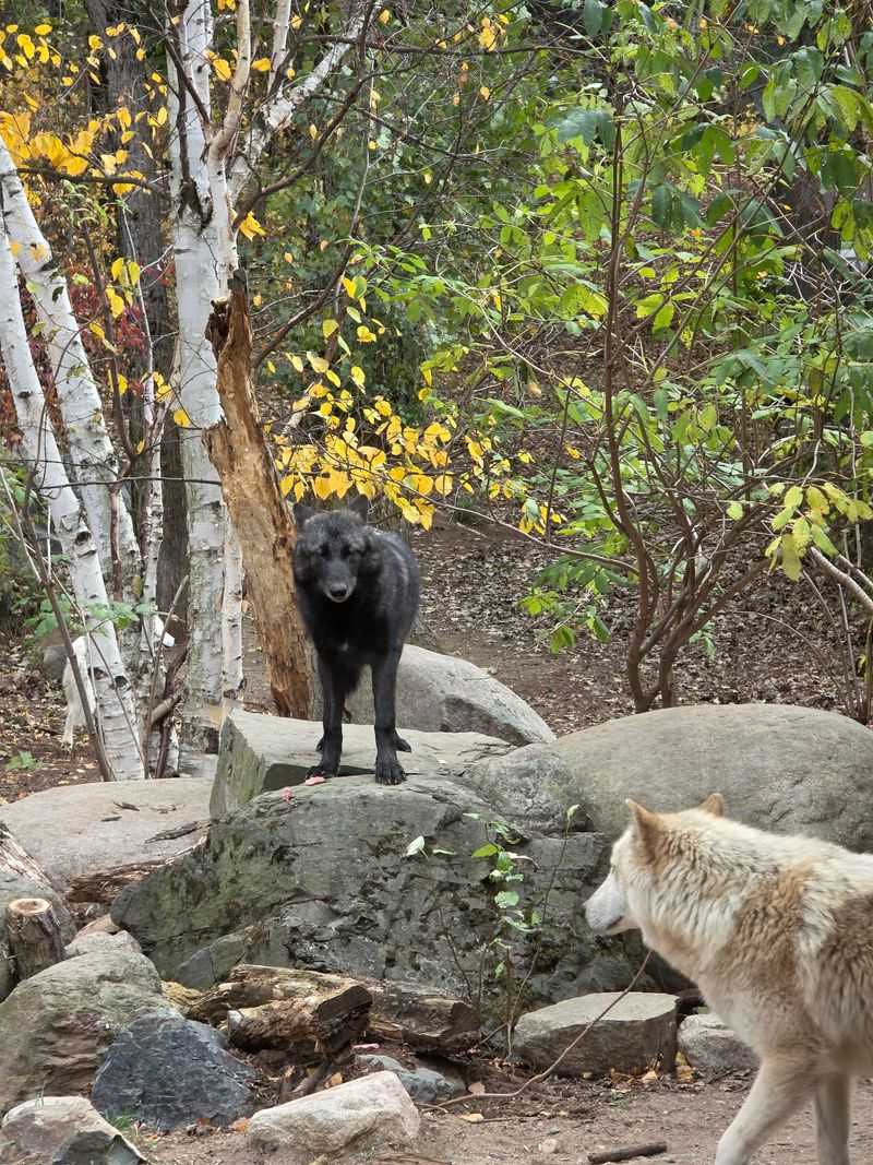 What's For Dinner, Wolf Edition