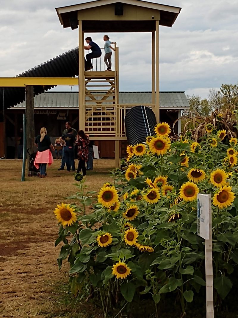 When to Go and How to Find This Sevierville Farm When to Go and How to Find This Sevierville Farm