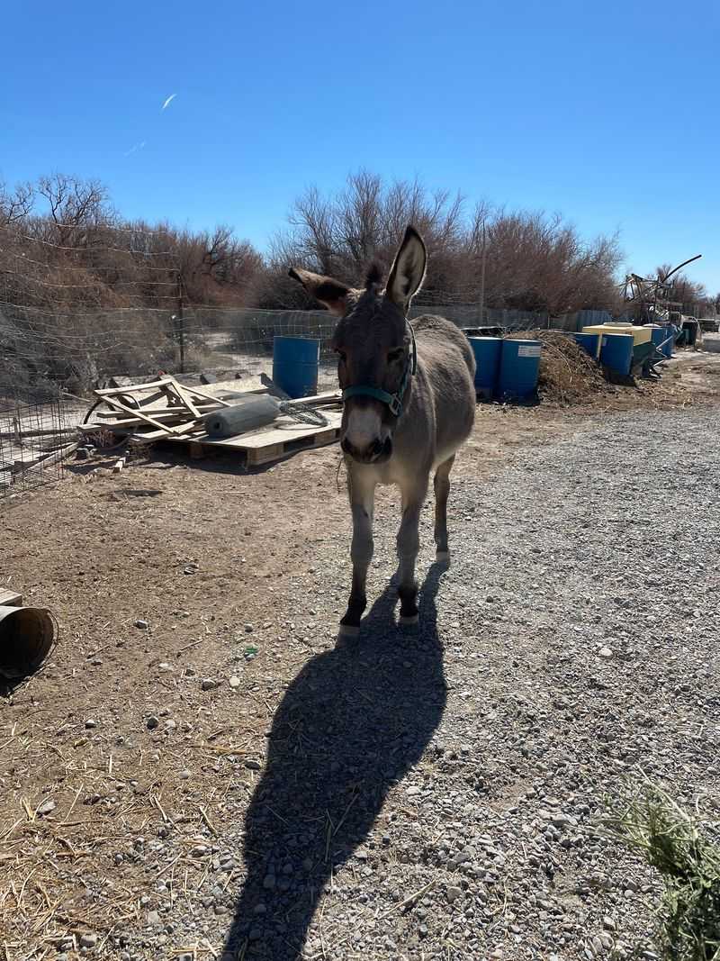 Where To Find It In Pahrump