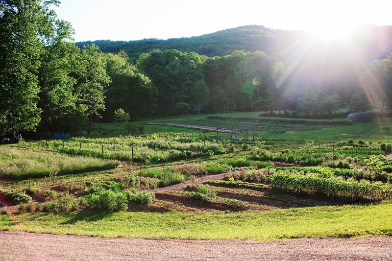 Where the Menu Starts in the Garden