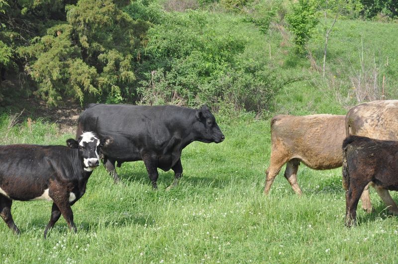 Who Will Love Buying Beef This Way Who Will Love Buying Beef This Way