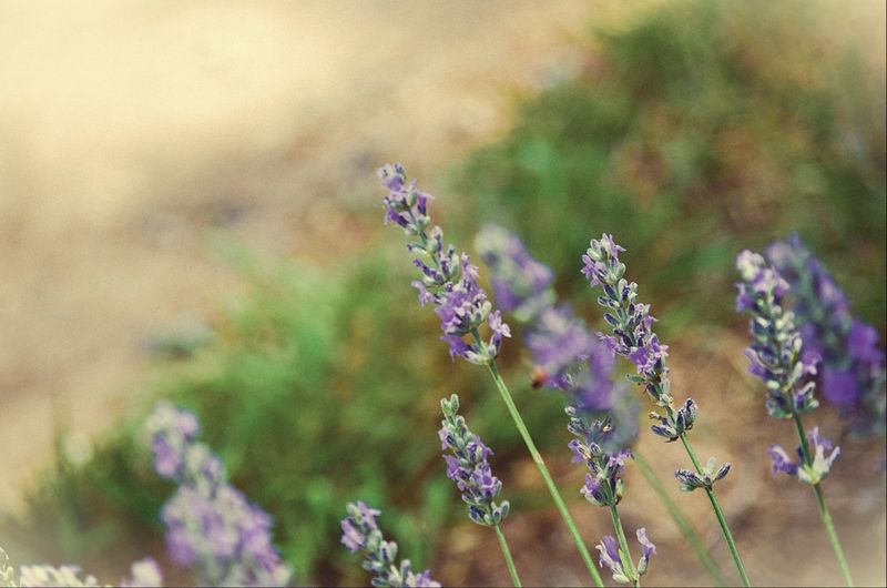 Who Will Love the Slow, Fragrant Pace