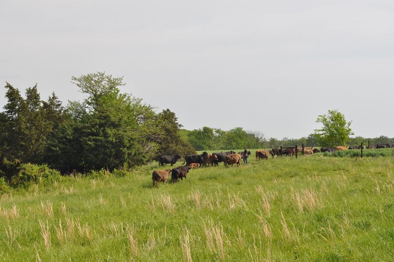 Why 100 Percent Grass Fed Matters to Buyers Why 100 Percent Grass Fed Matters to Buyers